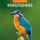 Kingfishers 2025 Square Wall Calendar
