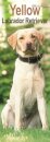 Yellow Labrador Retriever Slim Calendar 2026  Dog Breed Slimline Calendar - 12 Month