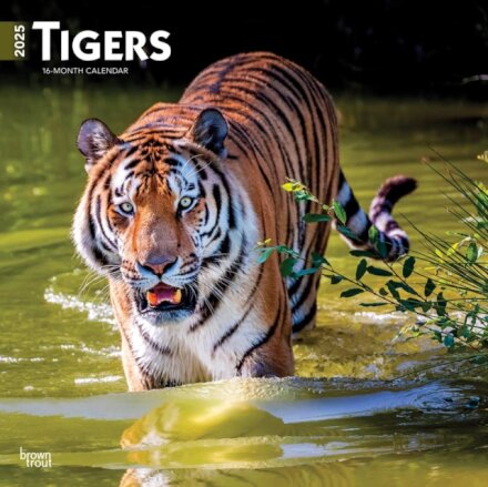 Tigers 2025 Square Wrap