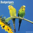Budgerigar Calendar 2024  Square Bird Wall Calendar - 16 Month