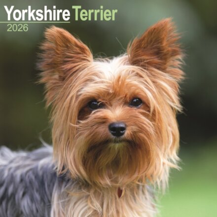 Yorkshire Terrier Calendar 2026  Square Dog Breed Wall Calendar - 16 Month