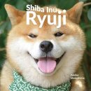 Shiba Inu Ryuji