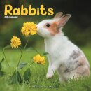 Rabbits   Calendar 2026  Square Animal Wall Calendar - 16 Month