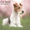 Fox Terrier Wirehaired Calendar 2026  Square Dog Breed Wall Calendar - 16 Month