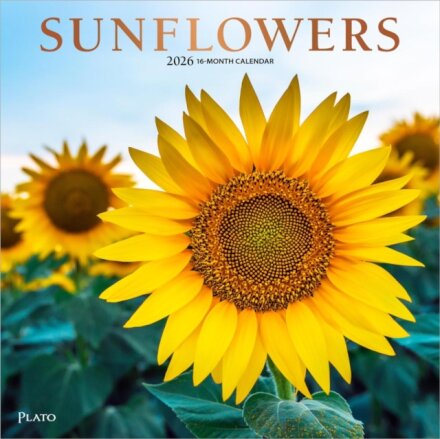 Sunflowers 2026 Square Plato Foil Calendar