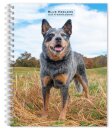 Blue Heelers 2026 Engagement Diary