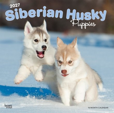 Siberian Husky Puppies 2027 Square Flap