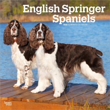 English Springer Spaniels 2026 Square Flap Calendar