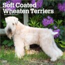 Wheaten Terriers, Soft Coated 2026 Square Flap Calendar
