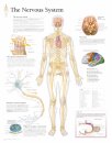 Nervous System Laminated Poster