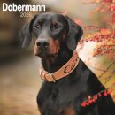 Dobermann (Euro) Calendar 2026  Square Dog Breed Wall Calendar - 16 Month