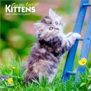 Kittens, For the Love of 2026 Mini 7x7 Calendar