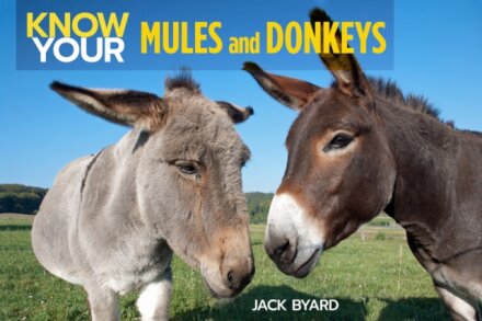 Know Your Donkeys & Mules