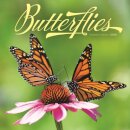 Butterflies Square Wall Sunday Start Cal