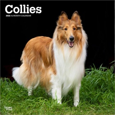 Collies 2026 Square Flap Calendar