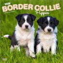 Border Collie Puppies 2026 Square Flap Calendar