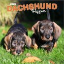 Dachshund Puppies 2026 Square Flap Calendar