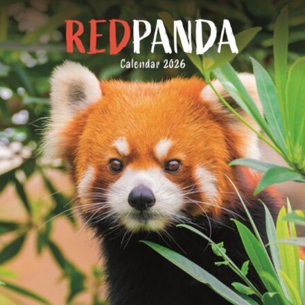 Red Pandas Square Wall Calendar 2026