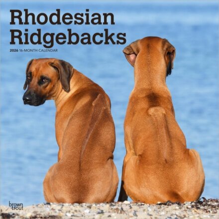 Rhodesian Ridgebacks 2026 Square Flap Calendar