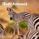 Baby Animals 2026 Mini 7x7 Calendar