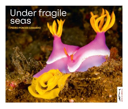 Under Fragile Seas