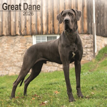 Great Dane (Euro) Calendar 2026  Square Dog Breed Wall Calendar - 16 Month
