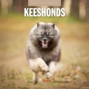 Keeshonds 2025 Square Wall Calendar
