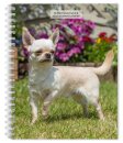 Chihuahuas 2026 Engagement Diary