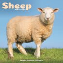 Sheep Calendar 2026  Square Farm Animal Wall Calendar - 16 Month