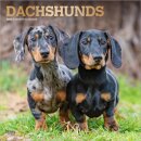 Dachshunds 2026 Square Flap Foil Calendar