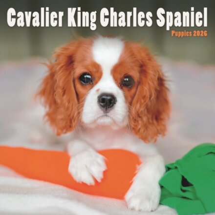 Cavalier King Charles Spaniel Puppies Sq