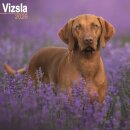 Vizsla Calendar 2026  Square Dog Breed Wall Calendar - 16 Month
