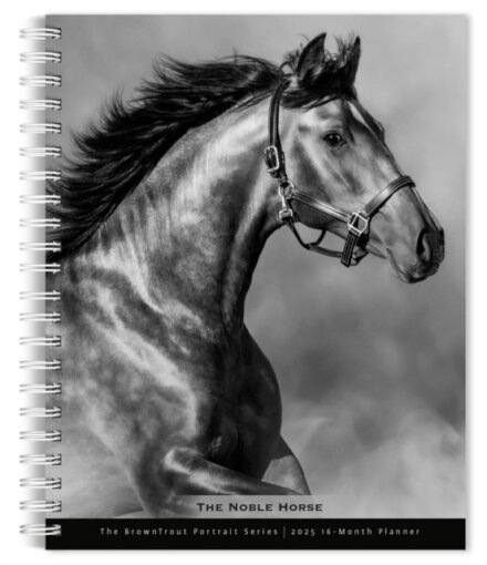 Horse The Noble The Browntrout Portrait