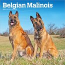 Belgian Malinois 2026 Square Flap Calendar