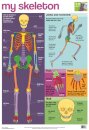 My Skeleton Wallchart