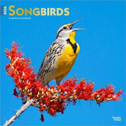 Songbirds 2026 12 X 24 Monthly Square Wall Foil Calendar