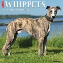 Just Whippets 2025 12 X 12 Wall Calendar
