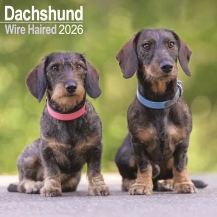 Wirehaired Dachshund Calendar 2026  Square Dog Breed Wall Calendar - 16 Month