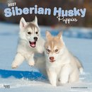 Siberian Husky Puppies 2027 Square Flap