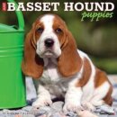 Just Basset Hound Puppies 2025 12 X 12 Wall Calendar