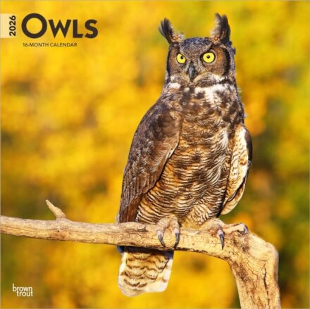 Owls 2026 Square Flap Calendar