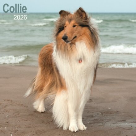 Collie Calendar 2026  Square Dog Breed Wall Calendar - 16 Month