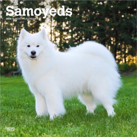 Samoyeds 2026 Square Flap Calendar