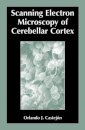 Scanning Electron Microscopy of Cerebellar Cortex