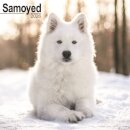 Samoyed Calendar 2026  Square Dog Breed Wall Calendar - 16 Month