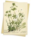 RBGE: Charlotte Cowan Pearson: Stitchworts, Woodruff and Pepperwort Greeting Card Pack