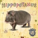 Hippopotamus