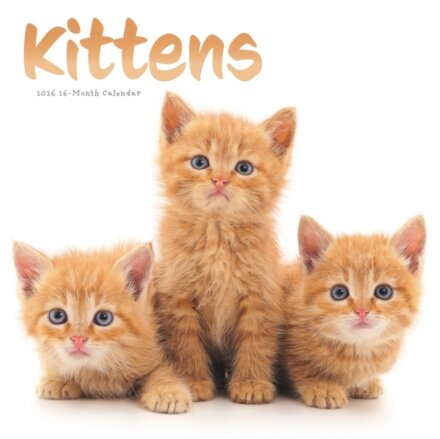 Kittens Square Wall Sunday Start Calenda