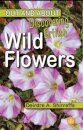 Discovering British Wild Flowers