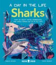 Sharks (A Day In The Life)